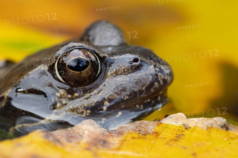 Common frog (Rana temporaria) adult amphibian in a garden pond with fallen autumn leaves on the surface of the water, Suffolk, England, United Kingdom