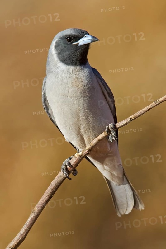 Masked Woodswallow (Artamus personatus), Western Australia, Australia