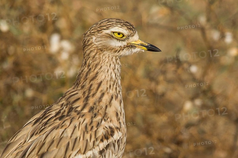 Eurasian Stone-curlew (Burhinus oedicnemus) juvenile, Morocco