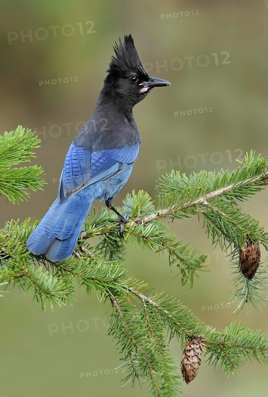 Steller's Jay (Cyanocitta stelleri), British Columbia, Canada