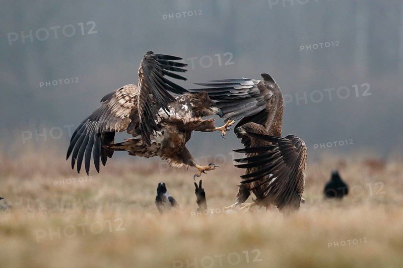 White-tailed Eagle (Haliaeetus albicilla) juveniles wrangling, Poland