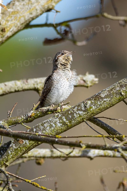 Eurasian wryneck (Jynx torquilla) Germany