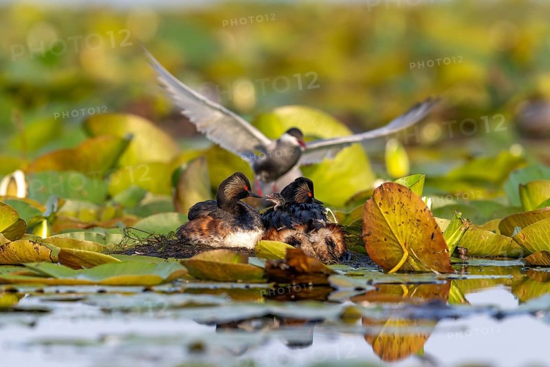 Black-necked Grebe (Podiceps nigricollis) at the nest with young, Danube Delta, Romania