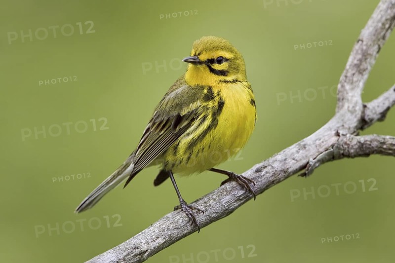 Prairie Warbler (Setophaga discolor) male, Ontario, Canada
