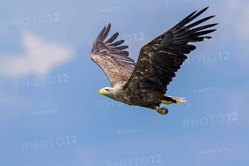 White-tailed Eagle (Haliaeetus albicilla) flying, Mecklenburg-Western Pomerania, Germany