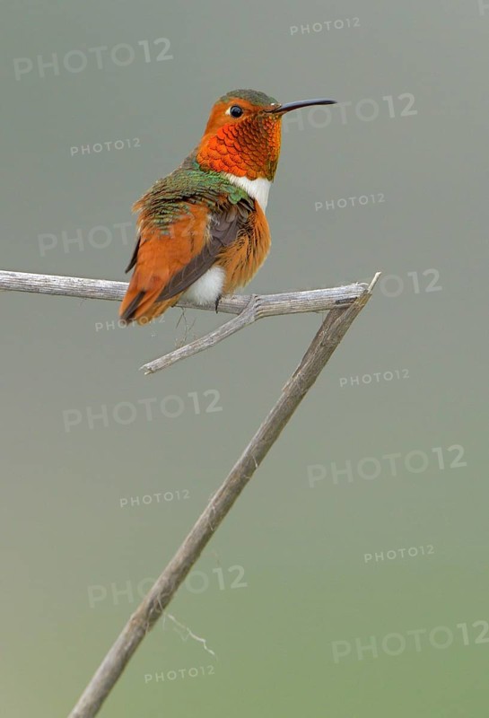 Allen's Hummingbird Male (Selasphorus sasin) - Rancho Palos Verdes, California