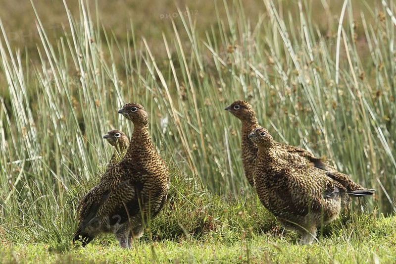 Red Grouse (Lagopus lagopus scotica), Scottish Highlands, United Kingdom