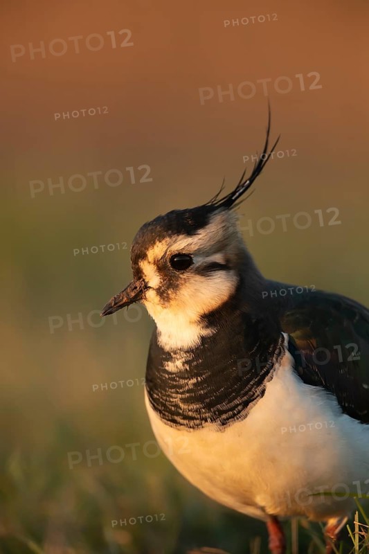 Northern lapwing (Vanellus vanellus) adult wading bird head portrait, England, United Kingdom