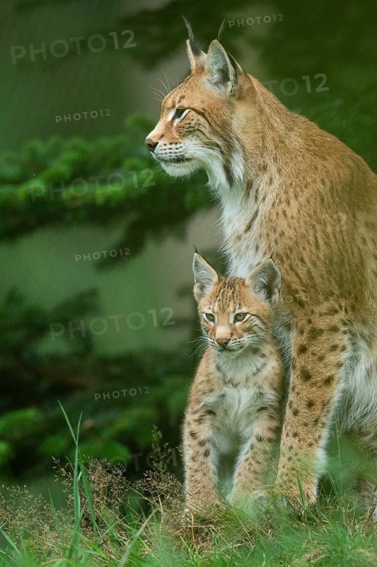 Lynx (Lynx lynx) with young, Haltern, North Rhine-Westphalia, Germany