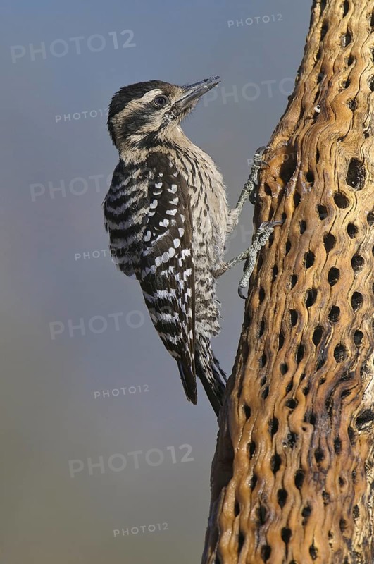 Ladder-backed Woodpecker (Dryobates scalaris), Arizona, USA