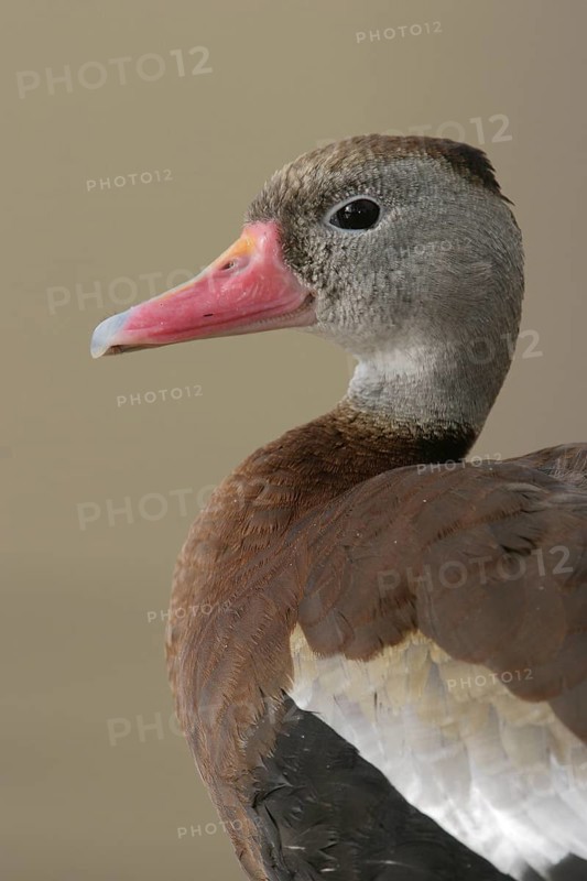 Black-bellied Whistling Duck (Dendrocygna autumnalis), Arizona, USA