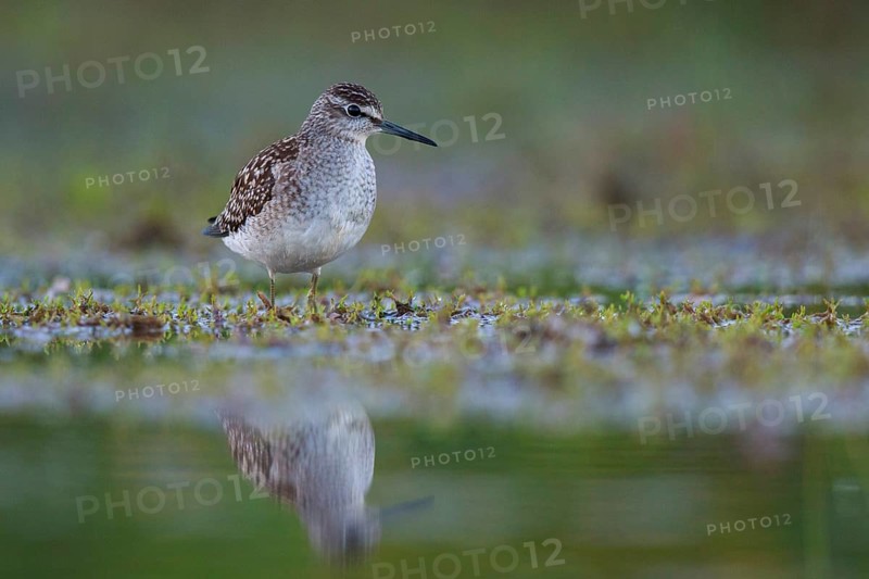 Wood Sandpiper (Tringa glareola) foraging, North Rhine-Westphalia, Germany