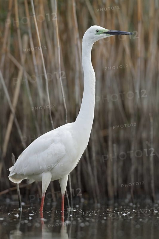 Great Egret (Ardea alba modesta), Saxony, Germany