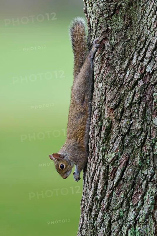 American grey squirrel (Sciurus carolinensis), climbing headfirst down a tree trunk, Pembroke Pines, Florida, USA