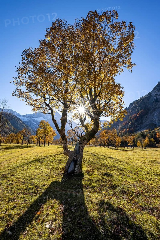 Sycamore maple with autumnal yellow foliage and Solaster endeca, large maple base in autumn, rocky mountain peaks behind, Rißtal in the Eng, Karwendel, Tyrol, Austria
