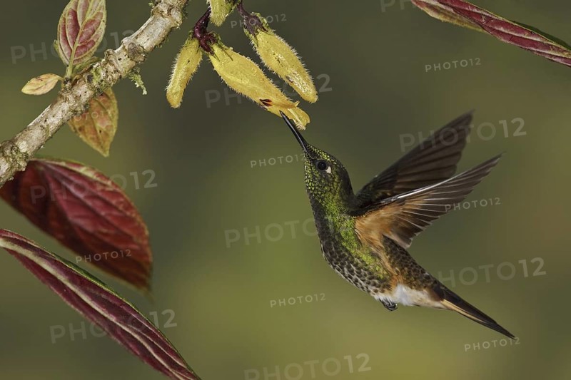 Buff-tailed Coronet (Boissonneaua flavescens), Ecuador