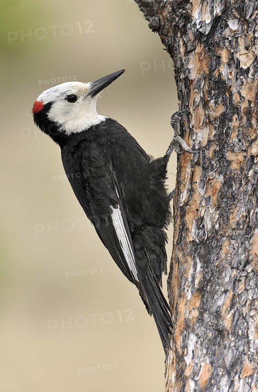 White-headed Woodpecker (Leuconotopicus albolarvatus), Oregon, USA