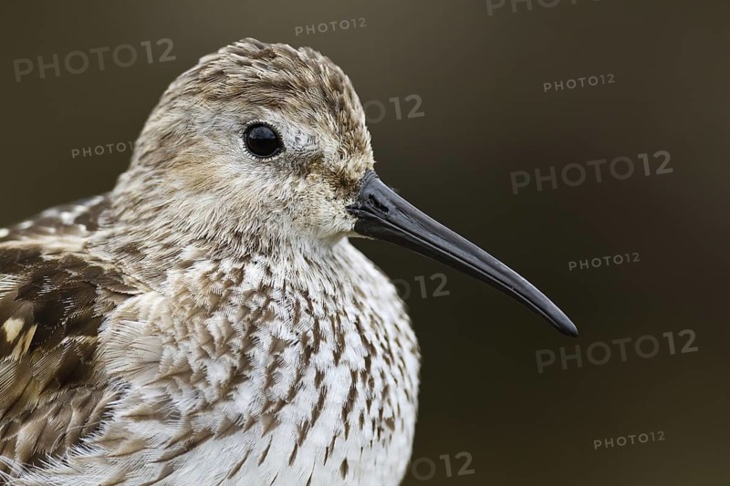 Dunlin (Calidris alpina), Asturias, Spain