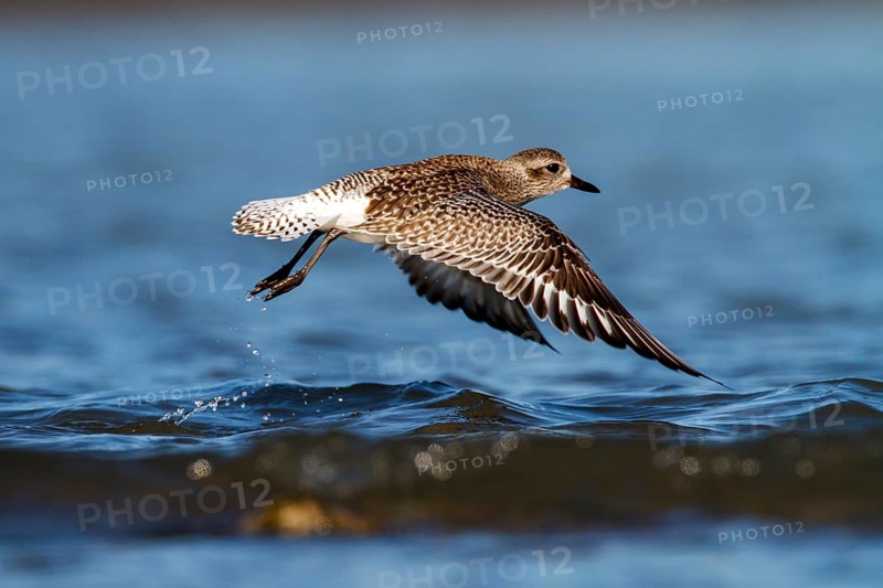 Grey Plover (Pluvialis squatarola) flying, Andalusia, Spain