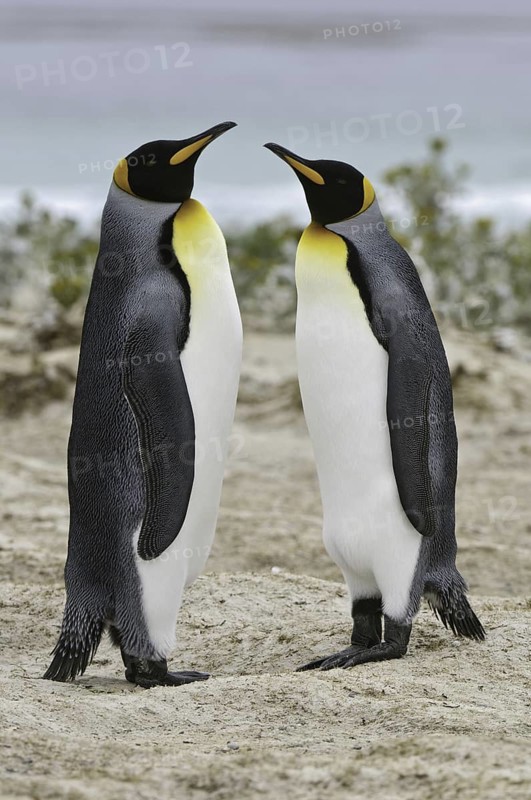King Penguin (Aptenodytes patagonicus), Falkland Islands