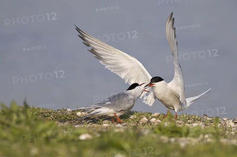 Common Tern (Sterna hirundo) mating, Texel, Netherlands