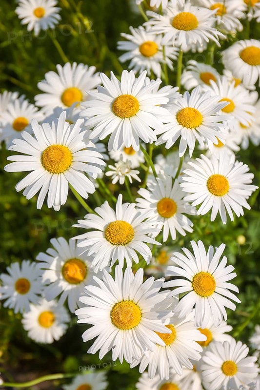Recklinghausen, North Rhine-Westphalia, Germany - Daisies blooming in a summer meadow