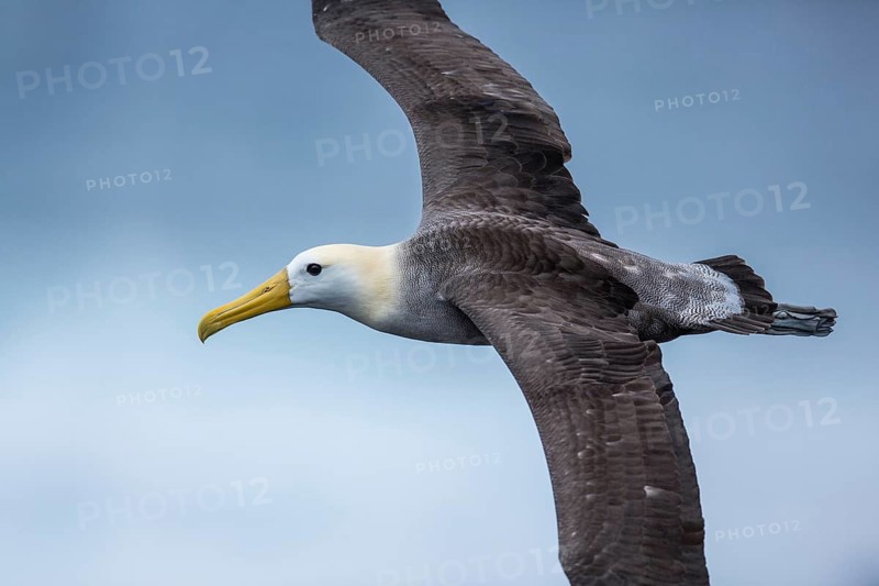Waved Albatross (Phoebastria irrorata) flying, Galapagos, Ecuador