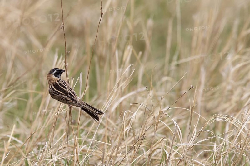 Japanese Reed Bunting (Emberiza yessoensis continentalis) male, Dornod-Aimag, Mongolia