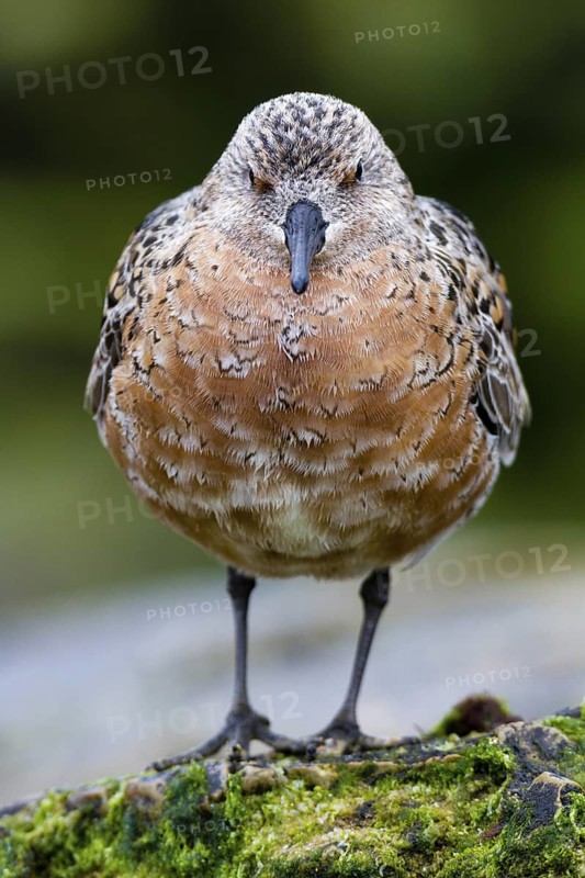 Red Knot (Calidris canutus), Asturias, Spain