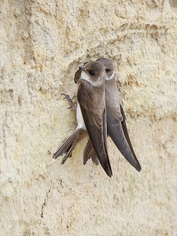 Sand Martin (Riparia riparia) building nest hole, North Rhine-Westphalia, Germany