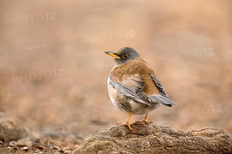 Pale Thrush (Turdus pallidus), Tokyo, Japan