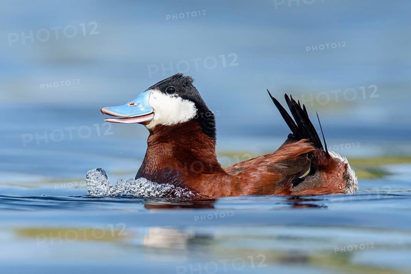 Ruddy Duck (Oxyura jamaicensis) male, British Columbia, Canada