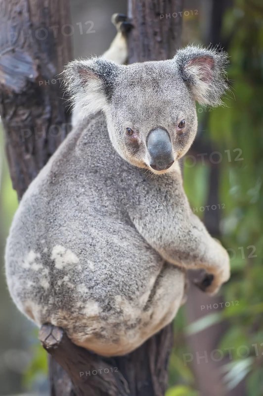 Koala (Phascolarctos Cinereous), Brisbane, Queensland, Australia
