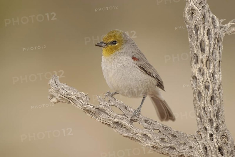 Verdin (Auriparus flaviceps), California, USA