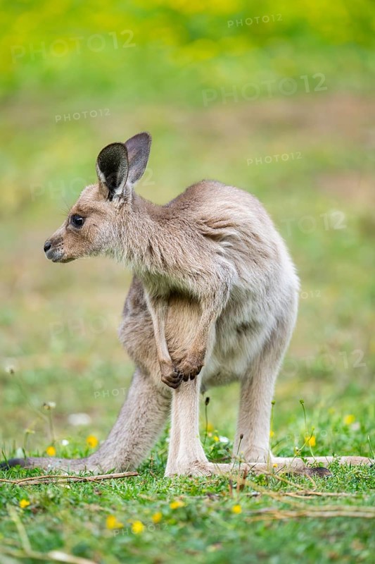 Eastern Gray Kangaroo (Macropus giganteus) youngster sitting on a meadow, captive, Germany