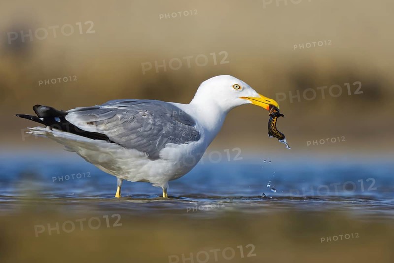 Yellow-legged Gull (Larus michahellis) with Northern crested newt (Triturus cristatus) prey in beak, North-Rhine-Westphalia, Germany
