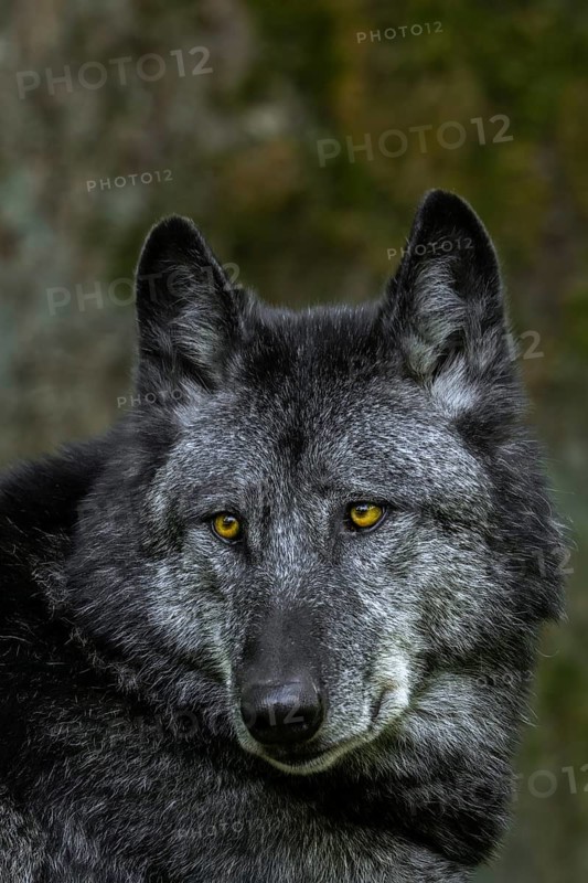 Close-up portrait of black Northwestern wolf, Mackenzie Valley wolf, Canadian, Alaskan timber wolf (Canis lupus occidentalis) in forest