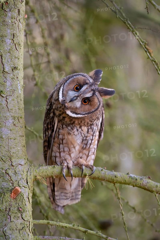 Long eared owl (Asio otus) adult bird on a Larch tree branch, England, United Kingdom