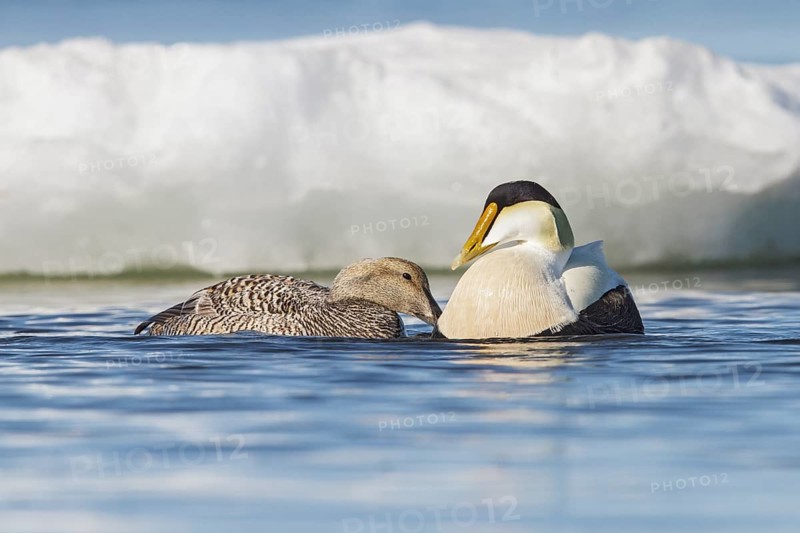 Common Eider (Somateria mollissima) on the Hudson's Bay near Churchill, Manitoba, Canada