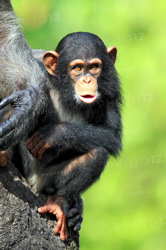 Chimpanzee (Pan troglodytes troglodytes), young animal