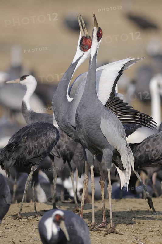White-naped Crane (Antigone vipio), Arasaki, Japan