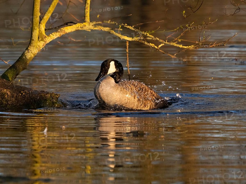 Canada goose (Branta canadensis), adult bird bathing in lake, Hesse, Germany
