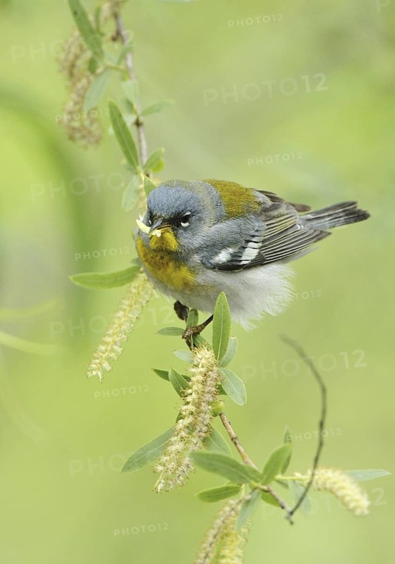 Northern Parula (Setophaga americana), Texas, USA