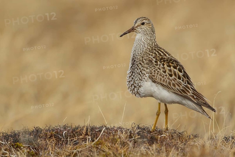 Pectoral Sandpiper (Calidris melanotos) on the tundra in Northern Alaska