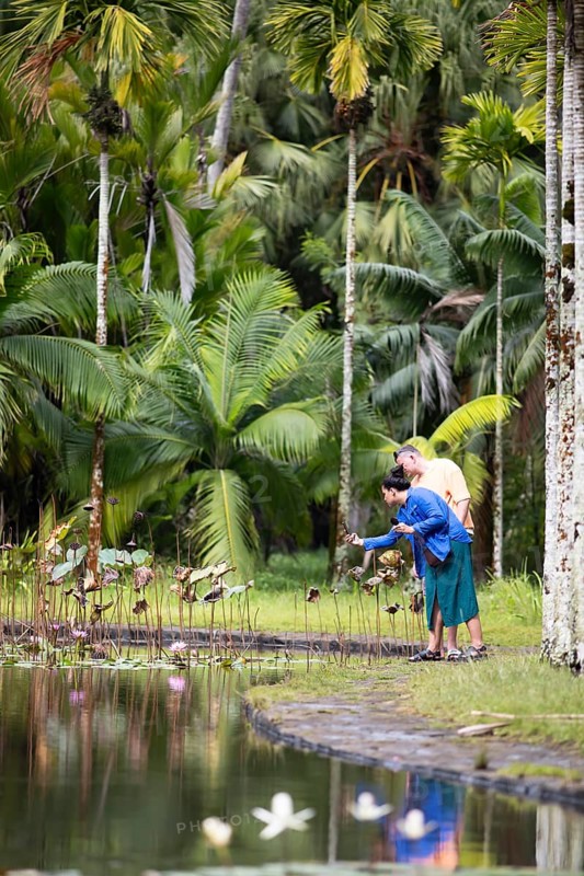 Lotus pond, pond with Indian Lotus (Nelumbo nucifera), palm trees behind, Botanical Garden or Sir Seewoosagur Ramgoolam Botanical Garden or Pamplemousses Botanical Garden, Pamplemousses District, Mauritius