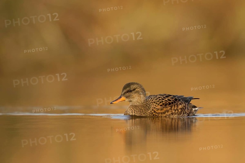 Gadwall (Mareca strepera) female, Utrecht, Netherlands