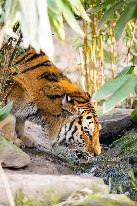 Portrait of a Siberian tiger (Panthera tigris tigris) in a forest, trinking water, captive, incidence in Russia and Northeast China