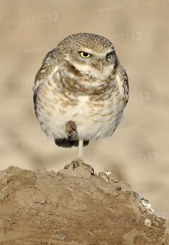 Burrowing Owl (Athene cunicularia), Canada