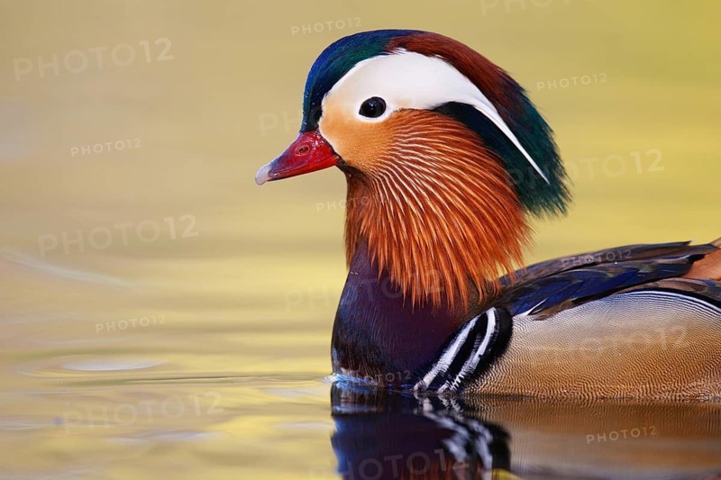 Mandarin Duck (Aix galericulata) male, Brandenburg, Germany