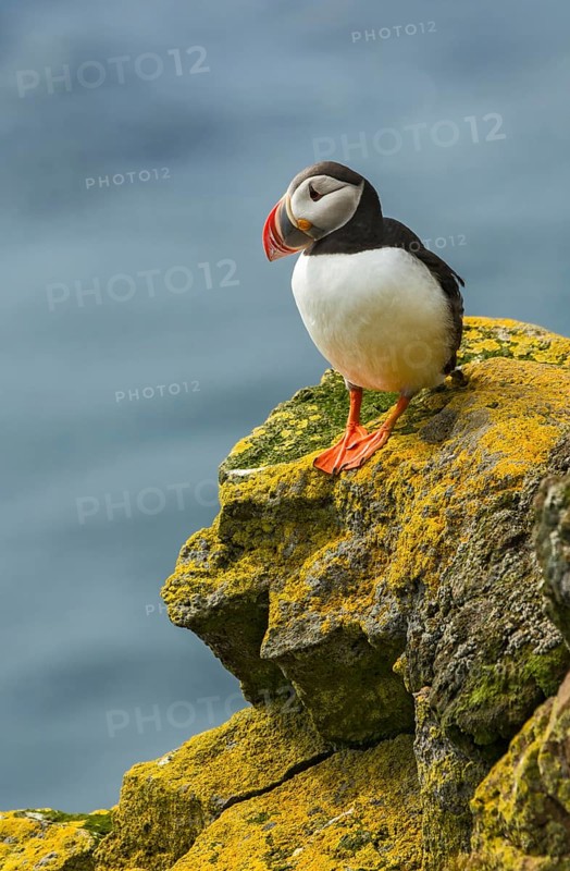 Atlantic Puffin (Fratercula arctica) on cliff, Iceland